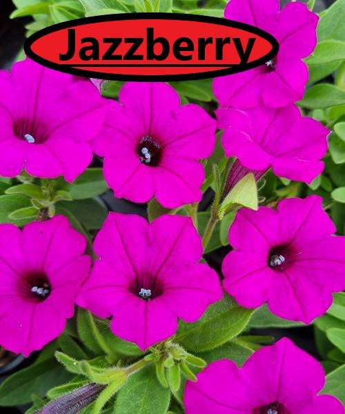 Jazzberry